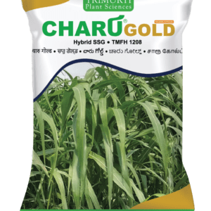Charu Gold (TMFH 1208)