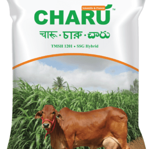 Charu (TMSH 1201)