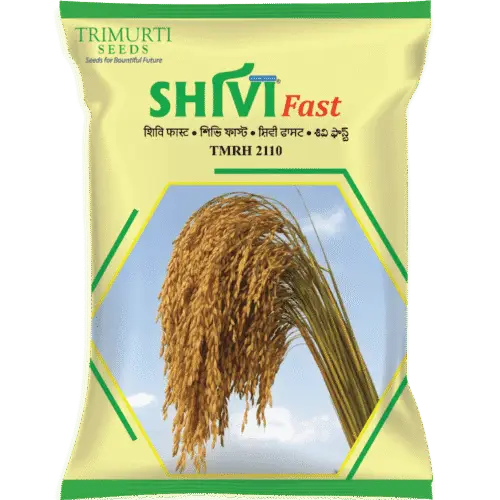 Shivi Fast