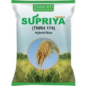 Supriya (TMRH 174)
