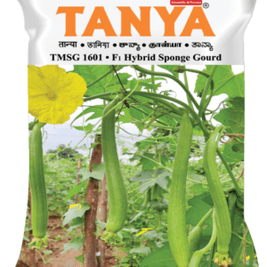Tanya (TMSG 1601)