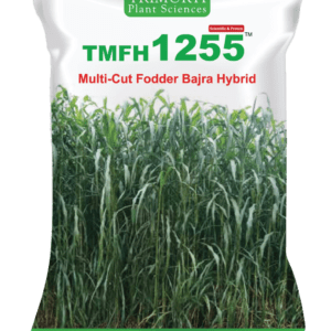 TMFH 1255